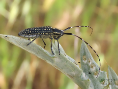 Agapanthia irrorata