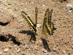 Papilio ornythion ornythion