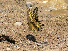 Papilio ornythion ornythion