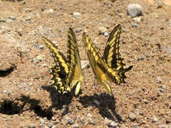 Papilio ornythion ornythion