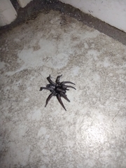 Araneae