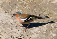 Fringilla coelebs