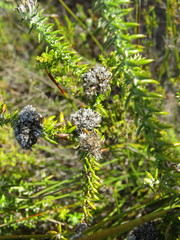 Metalasia pulchella