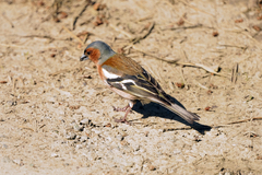 Fringilla coelebs