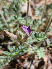 Astragalus leucolobus