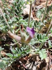 Astragalus leucolobus