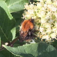 Bombus pascuorum