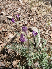 Astragalus leucolobus
