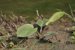 Alisma subcordatum