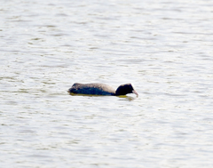 Fulica atra