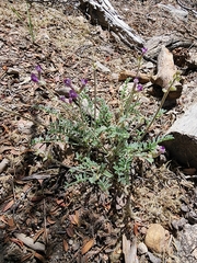 Astragalus leucolobus