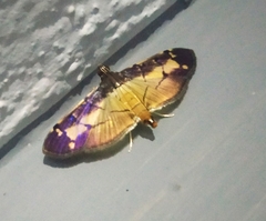 Bacotoma violata