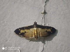 Bacotoma violata