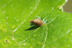 Andricus pattersonae