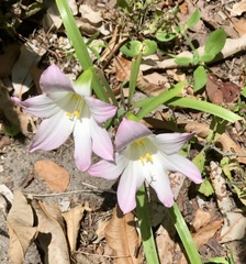 Zephyranthes robusta