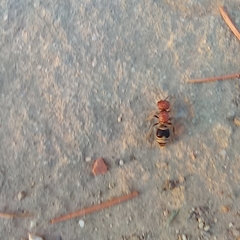 Myrmilla erythrocephala