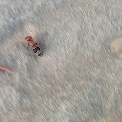 Myrmilla erythrocephala