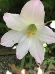 Zephyranthes robusta
