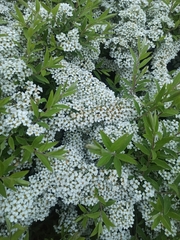 Spiraea cinerea