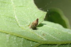 Andricus pattersonae