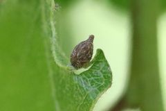 Andricus pattersonae