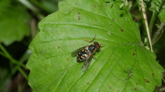 Parhelophilus flavifacies