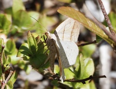 Petrophora subaequaria