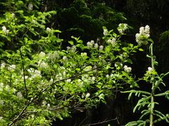 Ceanothus sanguineus