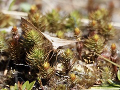 Petrophora subaequaria