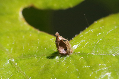 Andricus pattersonae