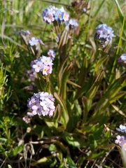 Myosotis popovii