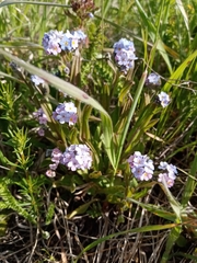 Myosotis popovii