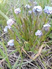 Myosotis popovii
