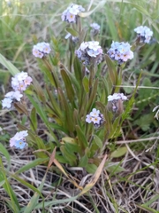 Myosotis popovii