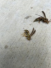 Polistes exclamans