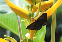 Eurybia molochina