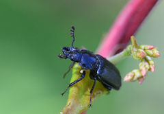Platycerus depressus