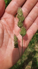 Dactylis glomerata lobata