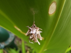 Brachycyttarus griseus