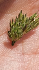 Dactylis glomerata lobata