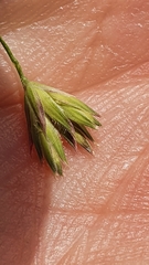 Dactylis glomerata lobata