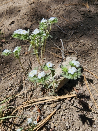 Image of Mountain Red-root Cryptantha by (c) Zachary Wimberly, some rights reserved (CC BY)