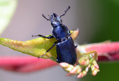 Platycerus depressus