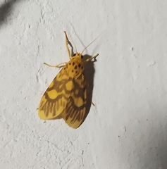 Ammatho cuneonotatus