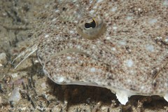 Pseudorhombus jenynsii