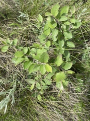 Cotoneaster melanocarpus