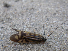 Macrostemum zebratum