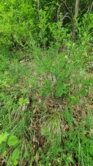 Cytisus nigricans