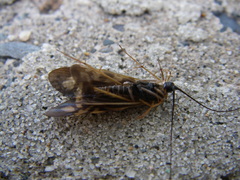 Macrostemum zebratum