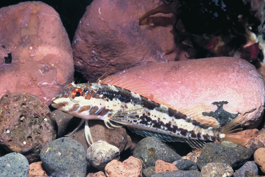 Trindade Scaled-Blenny